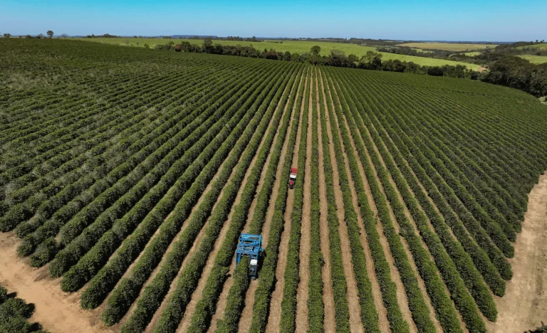 Agro Lidera Recuperação Judicial em 2025: Entenda os Fatores de Risco e o Impacto na Economia Brasileira