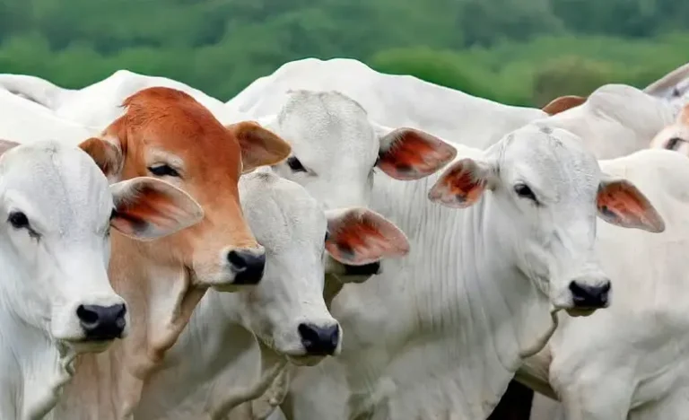 Exportação de Carne Bovina Brasileira em Risco: China Impõe Restrições e Previsão é de Queda de 10% em 2026