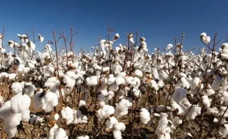 SLC Agrícola (SLCE3) Surpreende com Lucro Líquido em Queda Livre de 54% no 1º Trimestre; Entenda os Impactos e o Futuro da Empresa