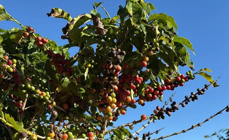 El Niño e Crise em Ormuz Ameaçam Cafezinho em 2027: Produtores Enfrentam Alta nos Custos de Insumos e Irrigação