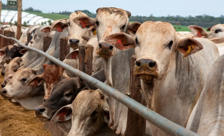 China Libera 3 Frigoríficos Brasileiros para Exportar Carne Bovina: JBS Entre os Reabilitados