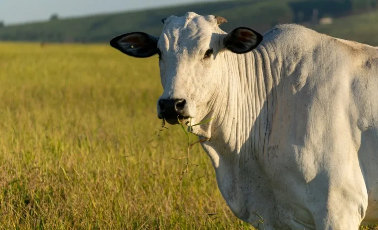 Brasil e Austrália pressionam China por mais carne bovina, temendo cotas e tarifas altas