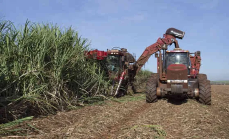 São Martinho (SMTO3) em Queda: Analistas de Itaú, BTG e XP Detalham Desafios Após Balanço do 4T26