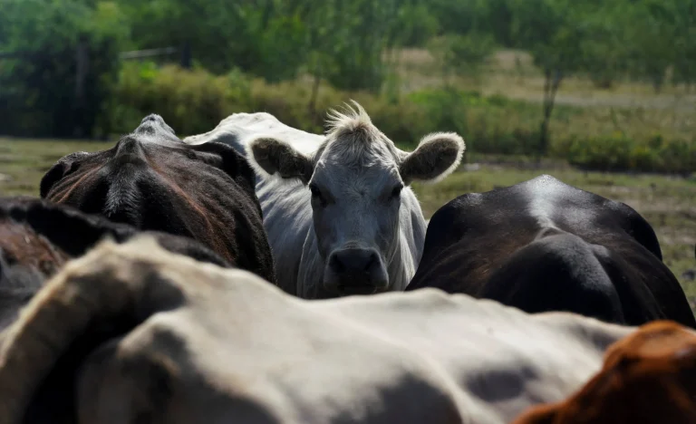 Alerta nos EUA: Mosca-da-berne chega ao Texas, pecuaristas em pânico e risco de R$ 9 bilhões em perdas para o gado