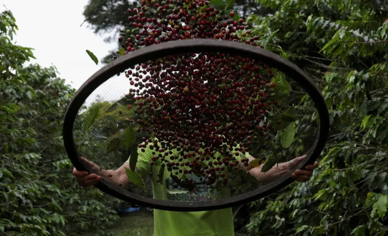 Exportação de Café do Brasil: Alta em Maio Impulsionada por Canéforas, Puxa Primeira Recuperação Mensal em 2026, Diz Cecafé
