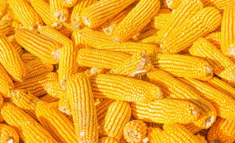 Biomassa para Etanol de Milho em MT: Abramilho alerta para risco de inviabilização de usinas com novas regras ambientais