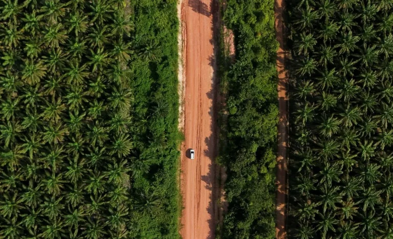 Palma para Biocombustível: Brasil Triplica Produção em Áreas Desmatadas da Amazônia e Impulsiona SAF