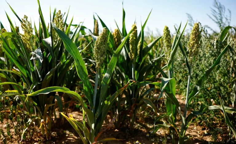 Sorgo Brasileiro Ganha Mercado na China: Exportações Impulsionadas no 2º Semestre, Diz Gigante Chinesa Hang Tung