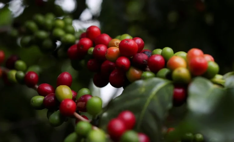 Vendas de Café do Brasil 2026/27 Lentas: Produtores Priorizam Estoque Disponível e Ignoram Nova Safra, Alerta Safras & Mercado