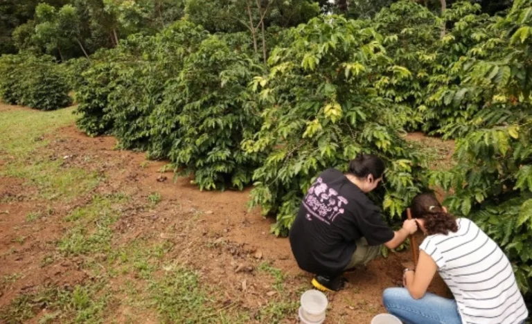 Café em Risco? Especialistas Alertam para Queda de Preços Semelhante ao Cacau, Preocupando Consumidores e Produtores